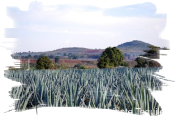 Volcan de Tequila Jalisco, feria de tequila, cena en tequila, paisaje agavero unesco