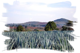 Foto Paisaje Agavero visita tequila jalisco