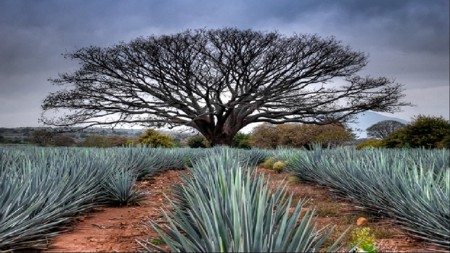 sitio novela destilando amor tequila