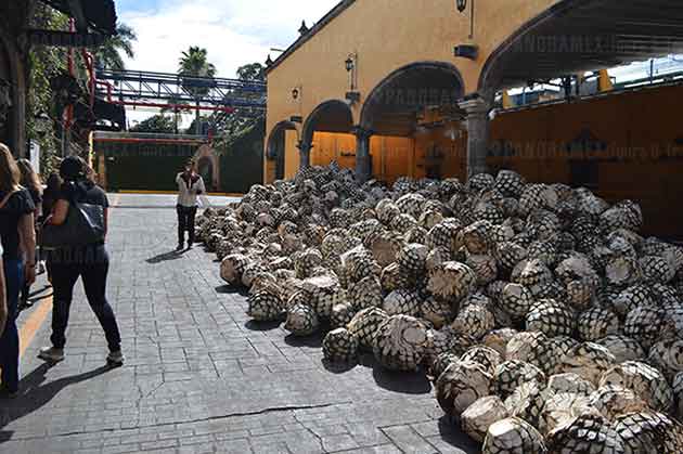 piñas de agave durante el proceso de elaboracion de tequila