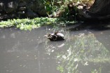 Tortuga marina estero zona Valles Jalisco
