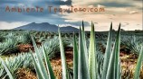 campo_agave_tequila_landscape