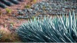 campo_agaves