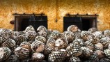 pinas_agave_proceso_tequila