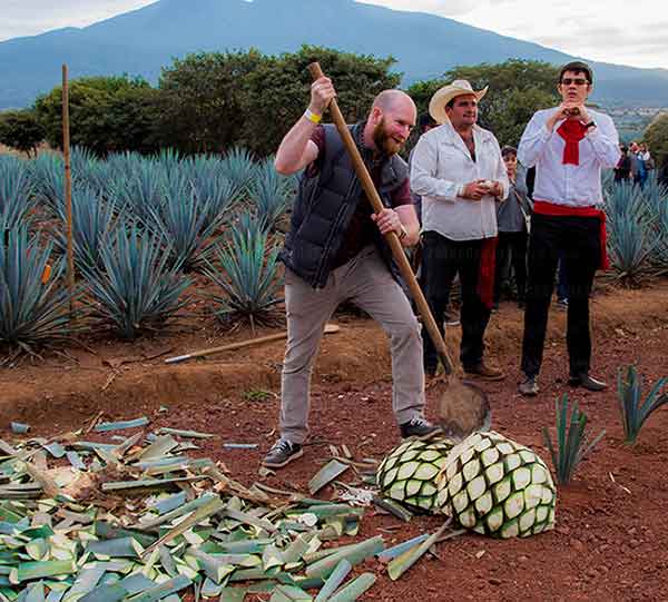 jimador con piñas de agave en tren de tequila jose cuervo express tour