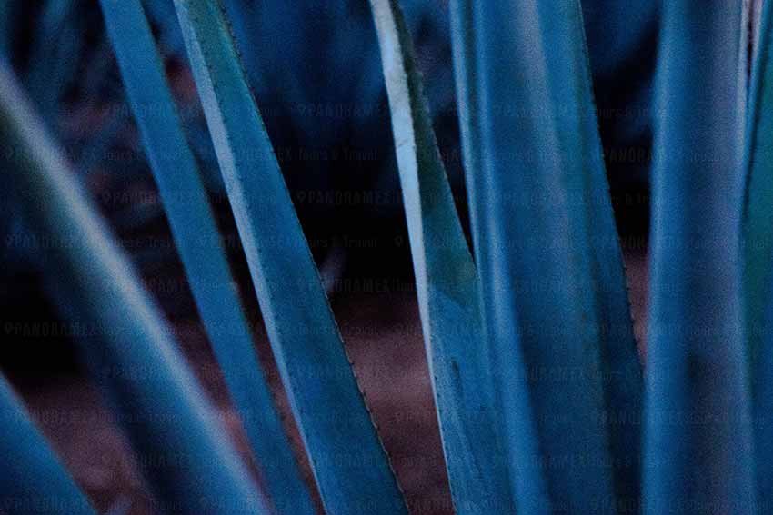 agave azul durante el recorrido del tour en tren de tequila jose cuervo express