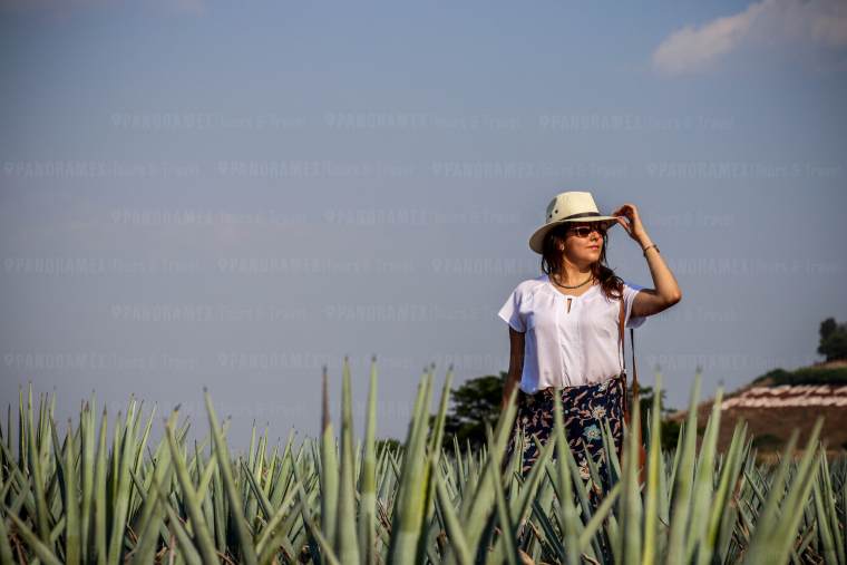 campos de agave en tour ruta del tequila