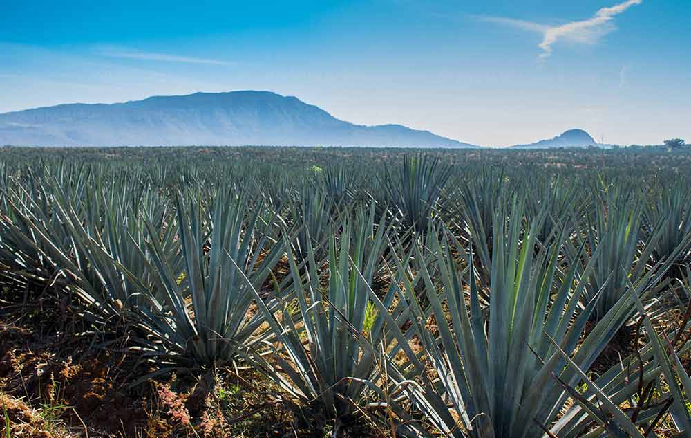 campos de agave en tour ruta del tequila