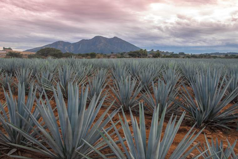 campos de agave en tour ruta del tequila