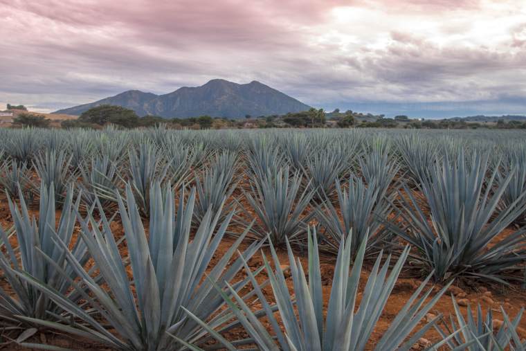 campos de agave en tour ruta del tequila