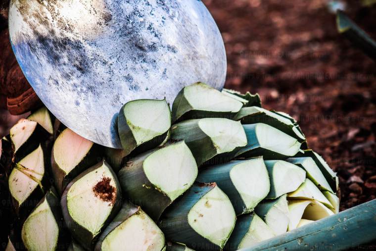 jima de piña de agave en tour ruta del tequila1