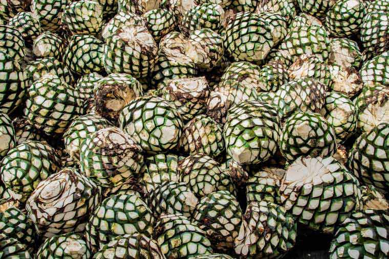 piñas de agave listas para el proceso de destilar tequila tour ruta del tequila