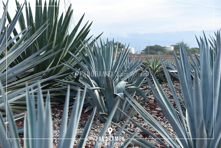 agaves del jardin botanico en tour tequila express a casa sauza