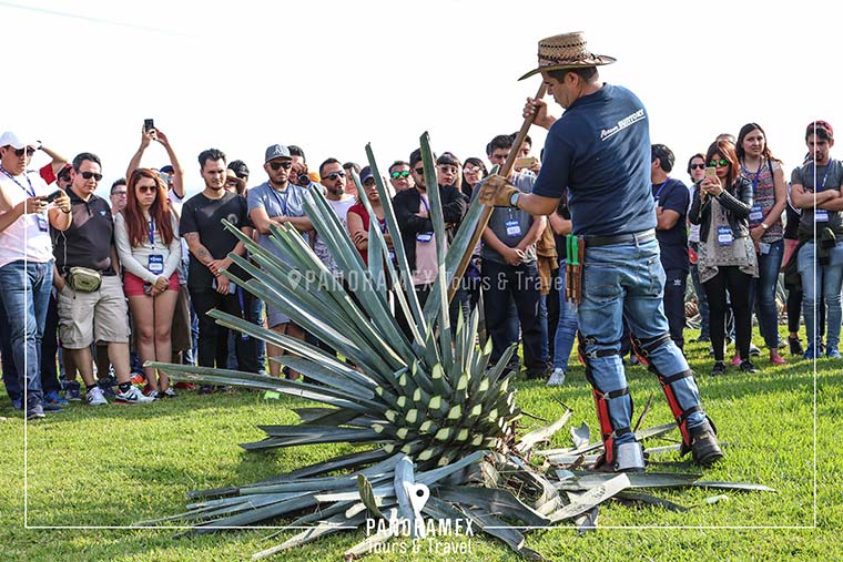 jima y personas por jardin botanico en tour tequila express a casa sauza