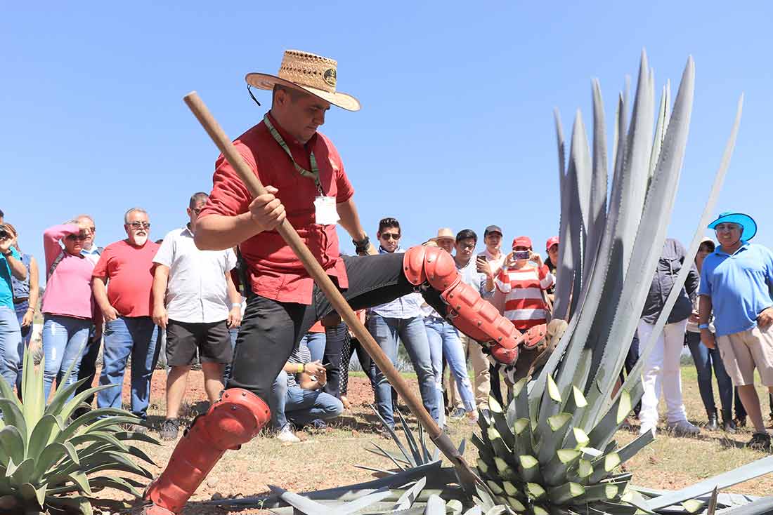 jimador en tour de casa sauza por tequila express tequila jalisco