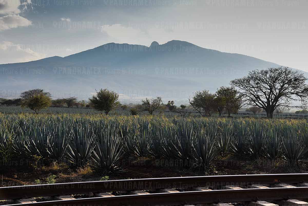 volcan de tequila vias y paisaje agavero en tour a tequila jalisco mexico