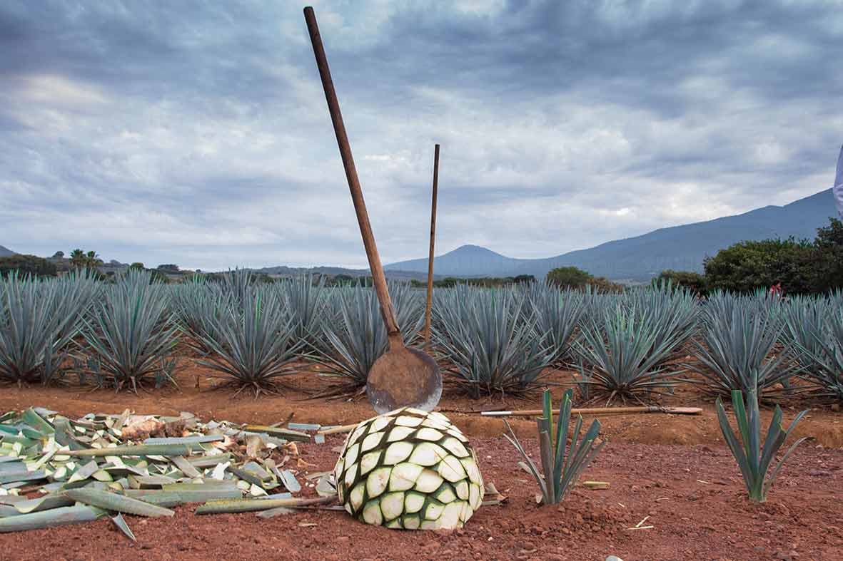 jima y paisaje agavero tour ambiente tequilero en tequila jalisco mexico